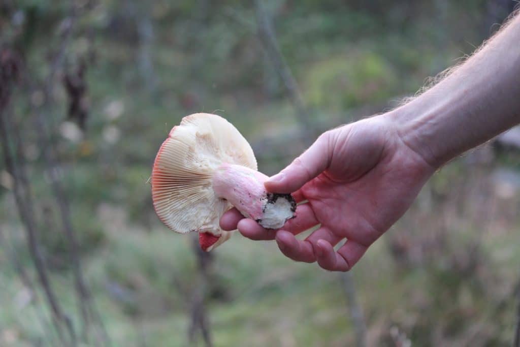 découvrez l'importance de la biodiversité alimentaire et son impact sur notre santé, l'environnement et les cultures locales. explorez les variétés de plantes, d'animaux et les pratiques durables qui préservent notre patrimoine culinaire.